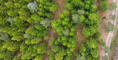 Floresta verdejante representando o compromisso da empresa com o meio ambiente e a sustentabilidade.